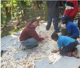 Farmers shelling maize on a tarp